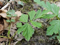 Geum vernum