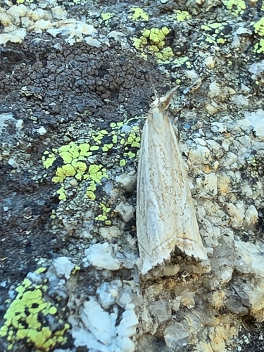 iNaturalist observation photo of Western Catoptria
