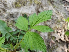 Geum vernum