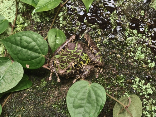 Wuyi Sharp-nosed Frog