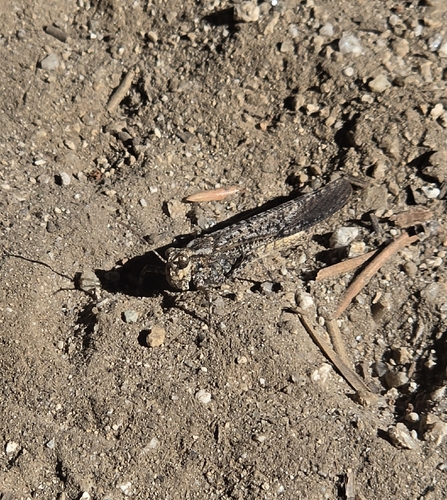 iNaturalist observation photo of Crackling Forest Grasshopper