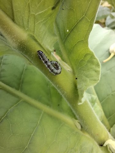 Cotton Bollworm Moth