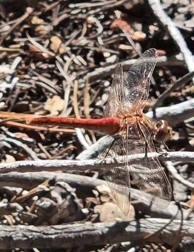 iNaturalist observation photo of Striped Meadowhawk