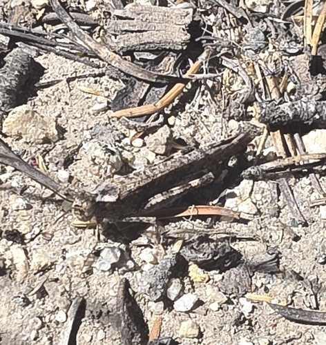 iNaturalist observation photo of Crackling Forest Grasshopper