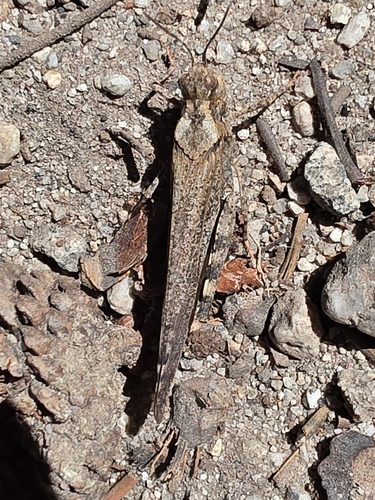iNaturalist observation photo of Crackling Forest Grasshopper