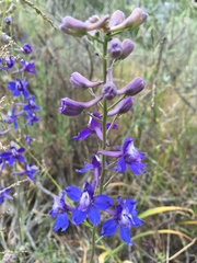 Delphinium parryi
