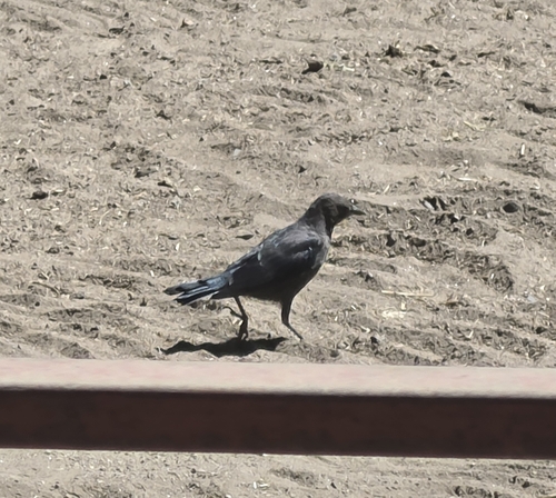 iNaturalist observation photo of Brewer's Blackbird
