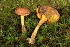 Xerocomus illudens