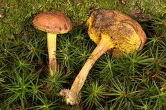 Xerocomus illudens