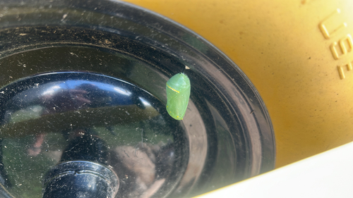 Monarch