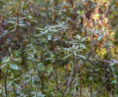 Rhododendron groenlandicum