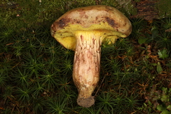 Xerocomus tenax