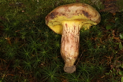 Xerocomus tenax