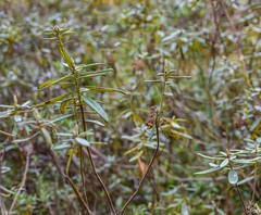 Rhododendron groenlandicum