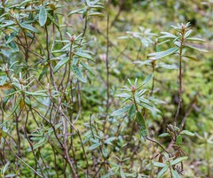 Rhododendron groenlandicum