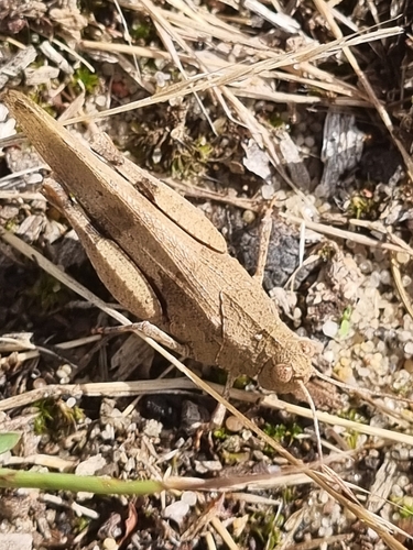 Blue-winged Grasshopper