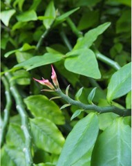 Euphorbia tithymaloides