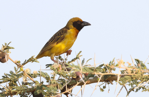 iNaturalist image
