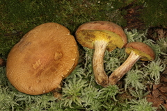 Xerocomus tenax