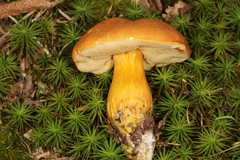 Aureoboletus roxanae