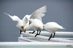 Snowy Sheathbill photo 4