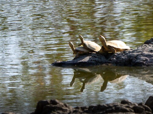 Mediterranean Turtle