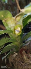 Dichaea morrisii