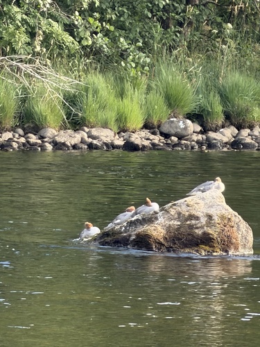 Common Merganser