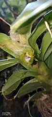 Dichaea morrisii, photograph author not stated, no rights reserved