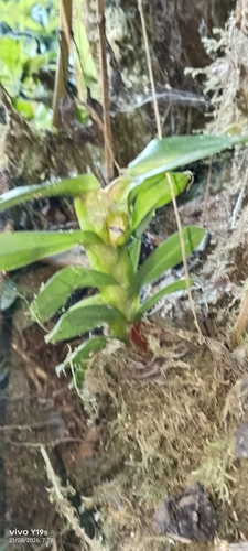 Dichaea morrisii, photograph 3