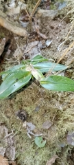 Dichaea morrisii, photograph author not stated, no rights reserved