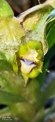 Dichaea morrisii, photograph author not stated, no rights reserved