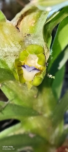 Dichaea morrisii, photograph 6