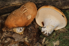 Hydnum subolympicum