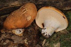 Hydnum subolympicum