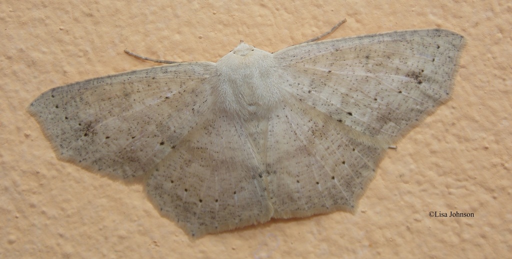 Sabulodes subopalaria