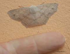 Sabulodes subopalaria