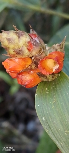 Elleanthus aurantiacus, photograph 3