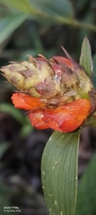 Elleanthus aurantiacus, photograph author not stated, no rights reserved
