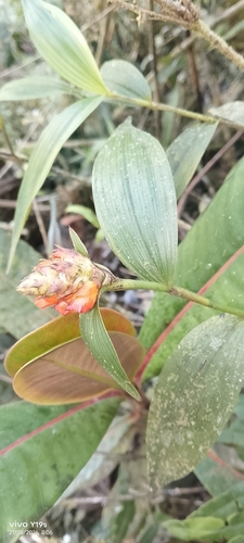 Elleanthus aurantiacus, photograph 5