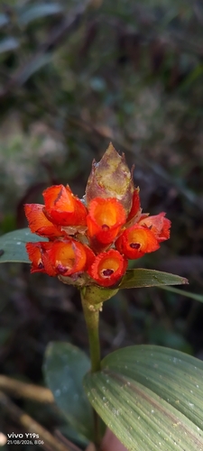 Elleanthus aurantiacus, photograph 6