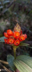 Elleanthus aurantiacus, photograph author not stated, no rights reserved