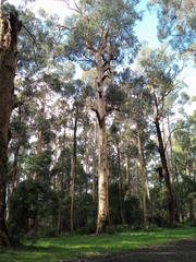 Eucalyptus cypellocarpa
