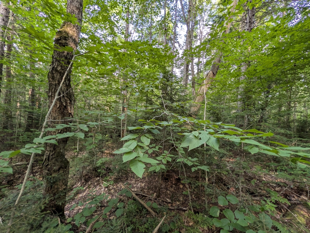 Carpinus caroliniana; photograph (c) Nick Kleinschmidt, some rights reserved (CC BY)