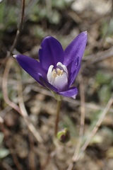 Brodiaea stellaris