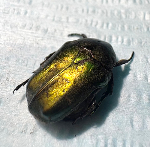 Copper Chafer