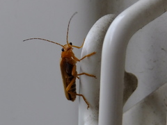 Lycocerus vitellinus