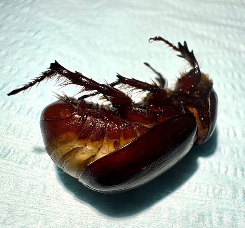 Greek rhinoceros beetle
