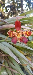 Oncidium luteopurpureum