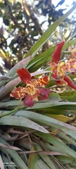 author not stated, no rights reserved Oncidium luteopurpureum, photograph author not stated, no rights reserved
